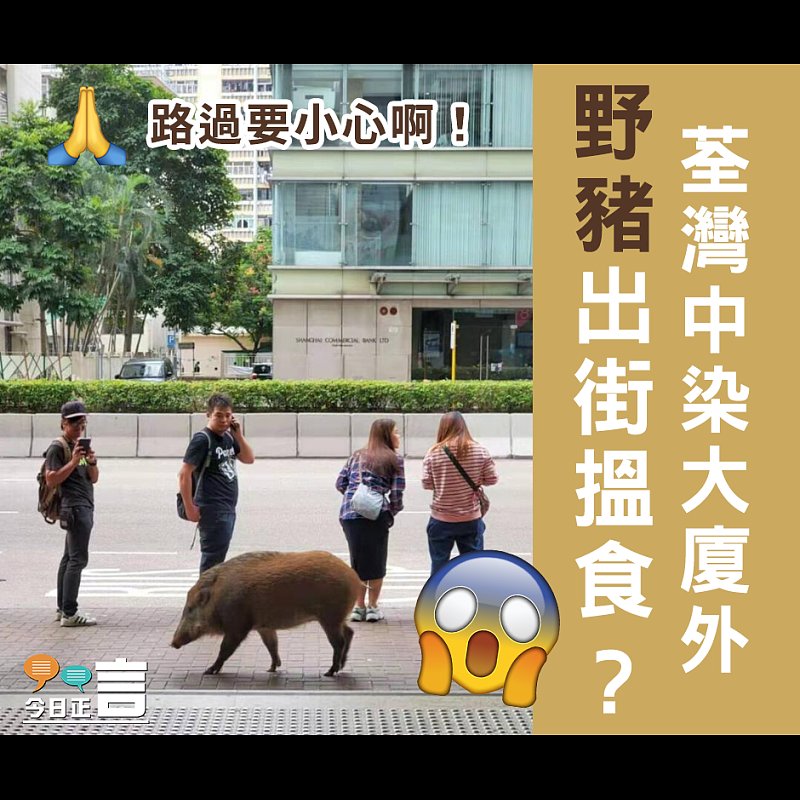 野豬出沒荃灣中染大廈