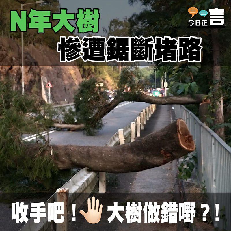 大樹被鋸斷堵路
