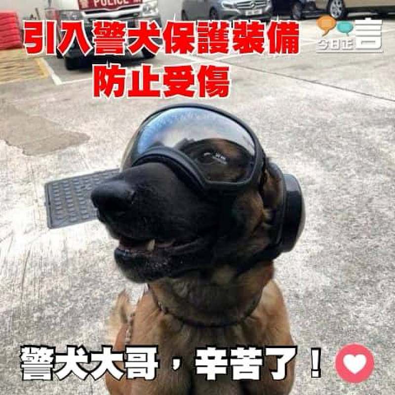 引入警犬保護裝備 防止受傷