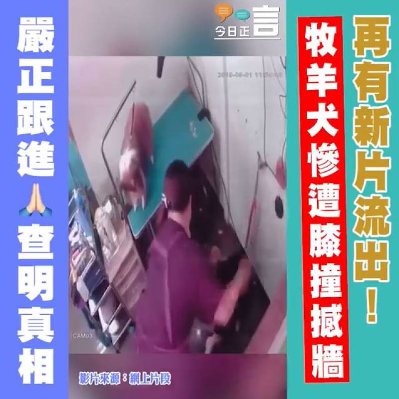 再有新片流出！牧羊犬慘遭膝撞撼牆