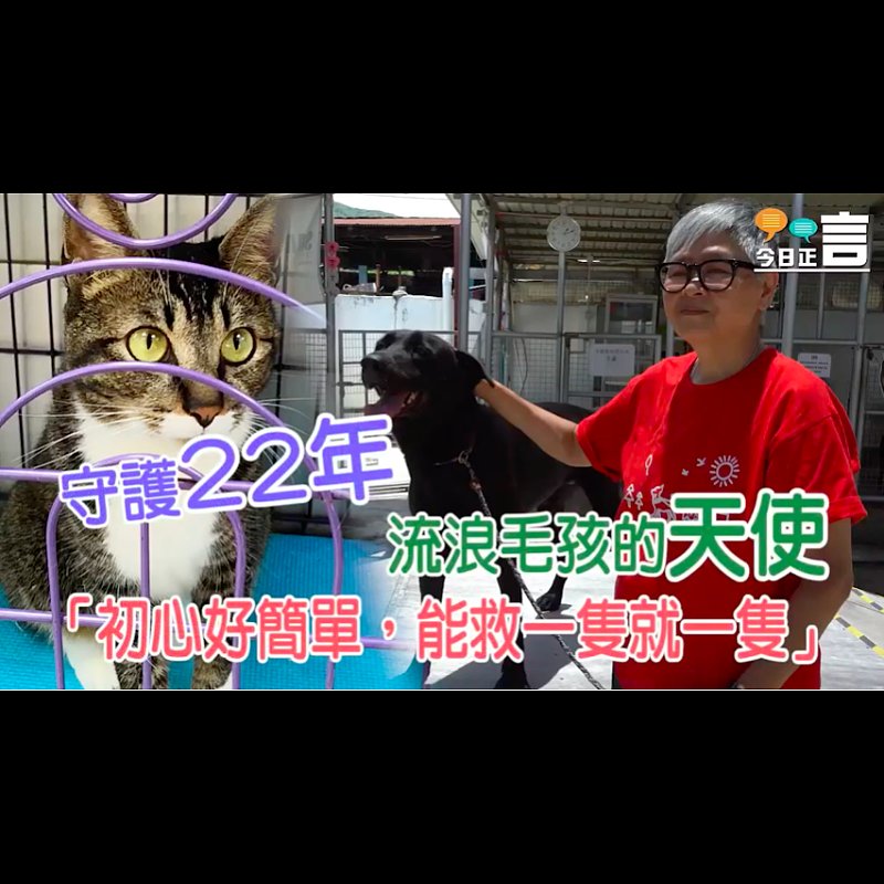 守護流浪毛孩22年 保護遺棄動物協會創辦人陳淑娟EI：「希望領養者愛鍚牠們、照顧終老」