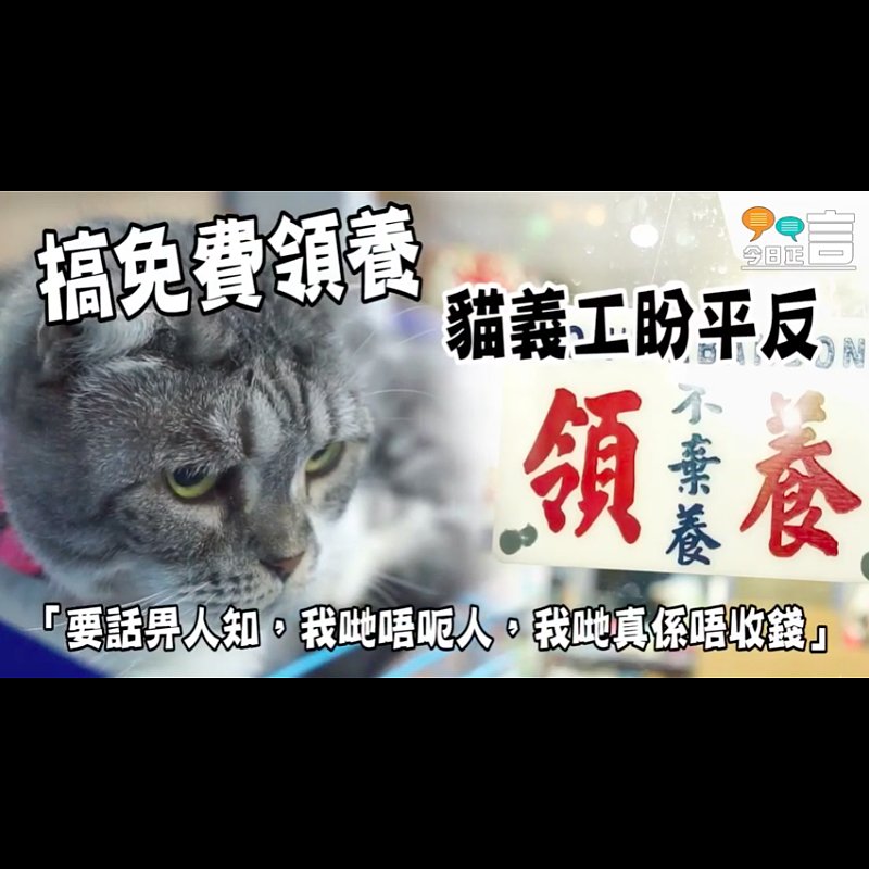 寵物美容店店主阿Ling：「領養貓貓狗狗不一定是騙人的，我真的不收錢」