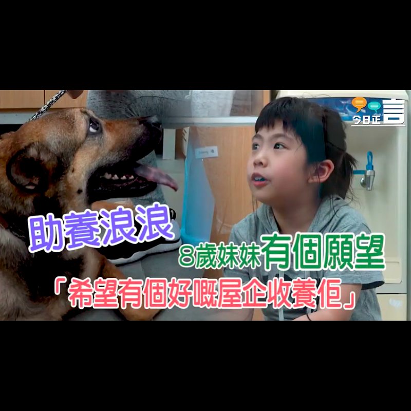 助養浪浪 8歲妹妹有個願望：「希望有個好嘅屋企收養佢」