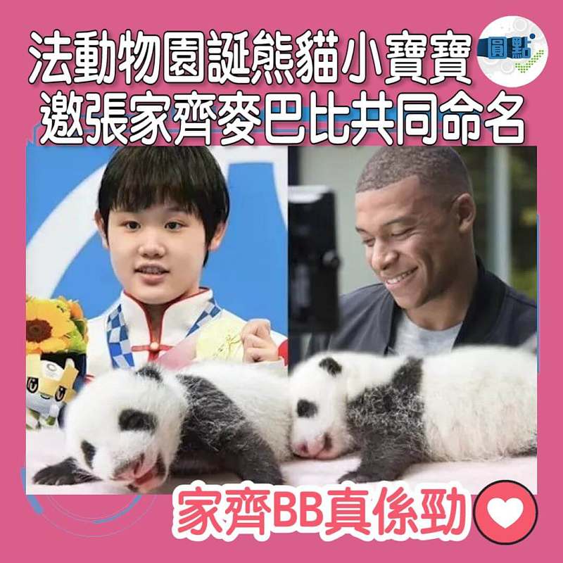 法動物園誕生熊貓小寶寶 邀張家齊麥巴比共同命名