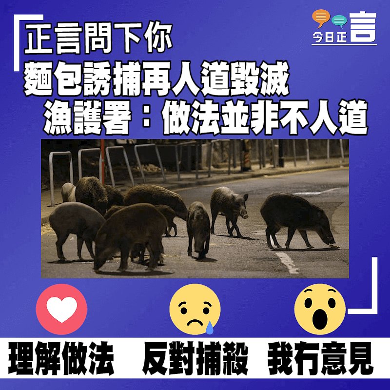 麵包誘捕再人道毀滅 漁護署：做法並非不人道