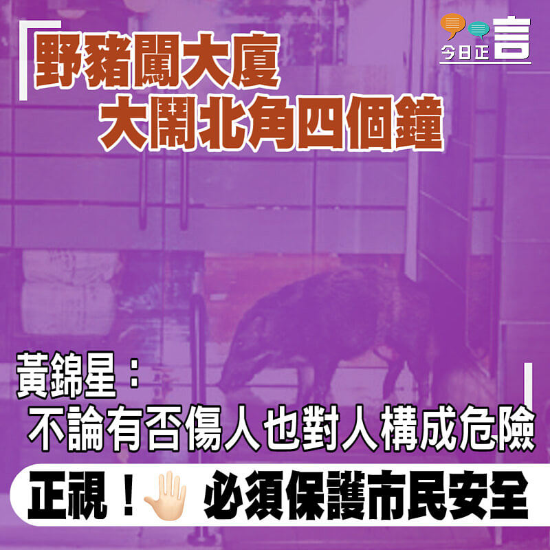 野豬闖大廈大鬧北角四句鐘 黃錦星：不論有否傷人也對人構成危險