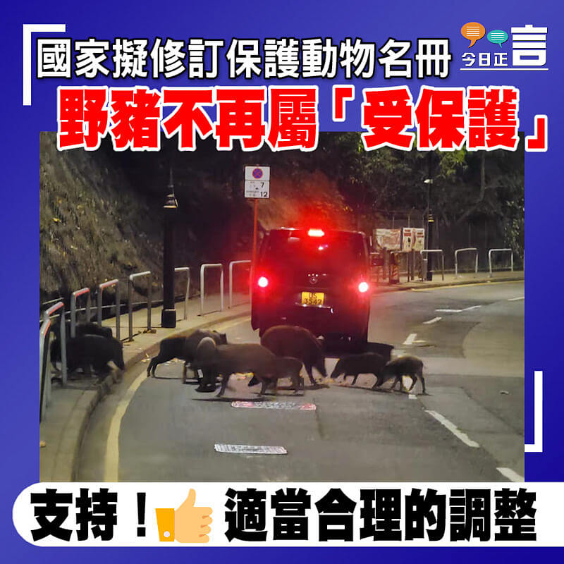 國家擬修訂保護動物名冊 野豬不再屬「受保護」