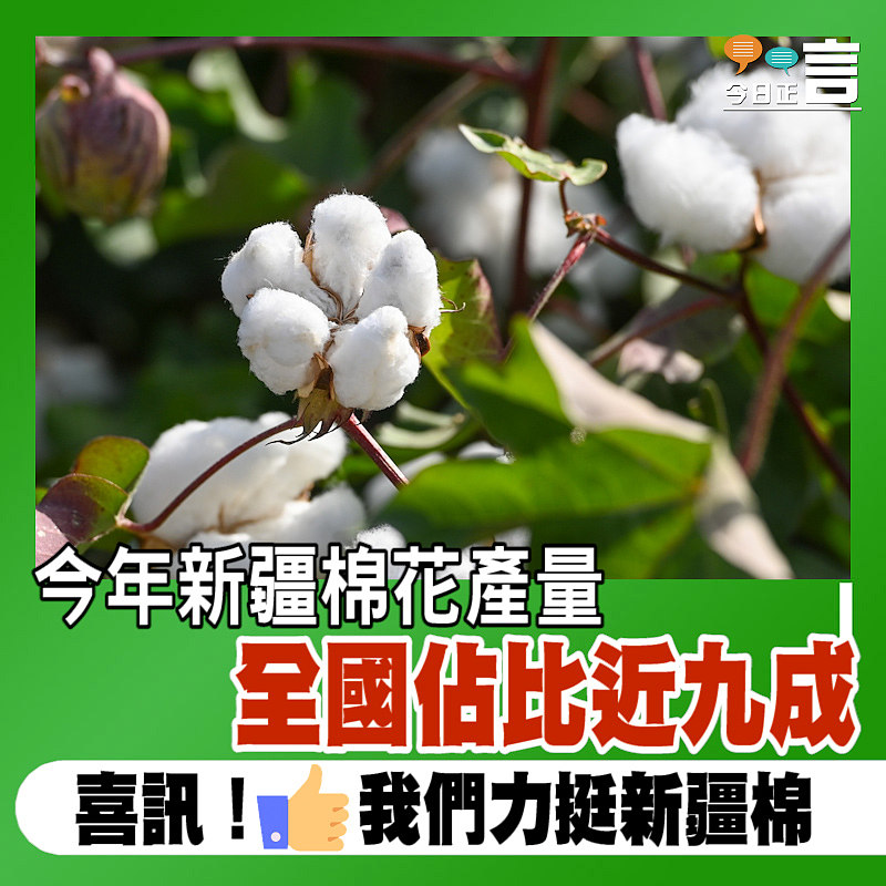 今年新疆棉花產量 全國佔比近九成