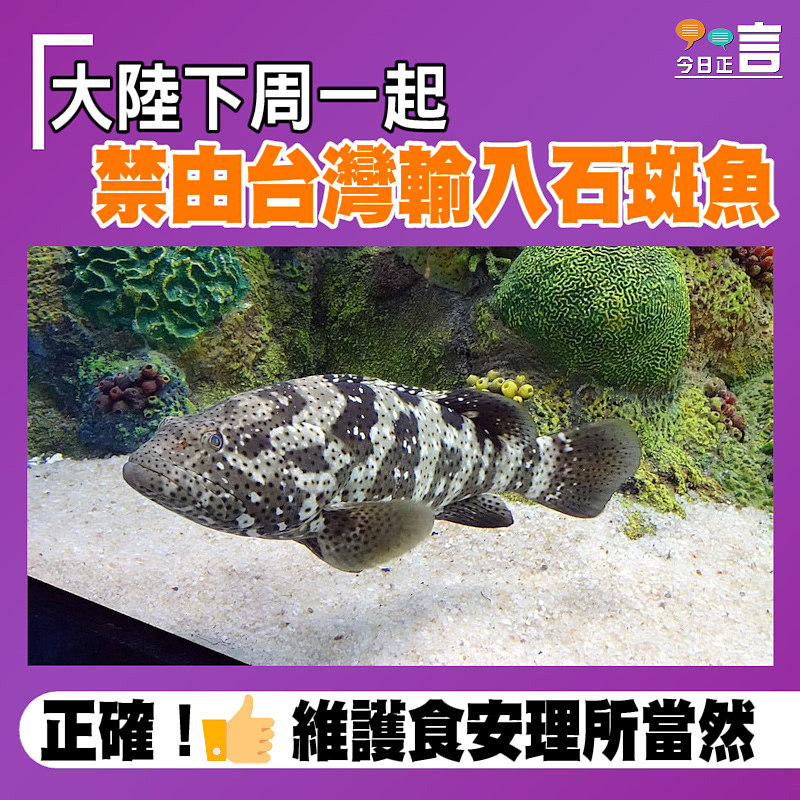 大陸下周一起禁由台灣輸入石斑魚