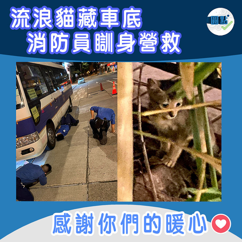 流浪貓藏車底 消防員瞓身營救