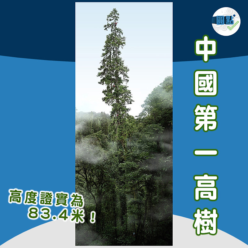 中國第一高樹高度證實為83.4米！