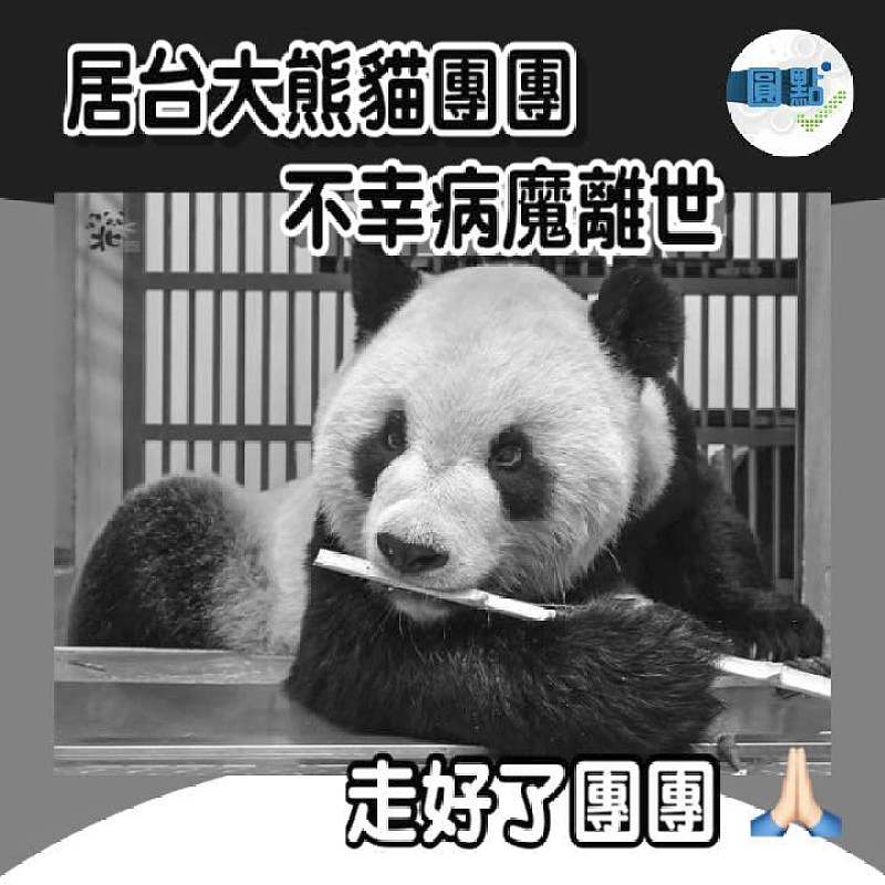 居台大熊貓團團不幸病魔離世