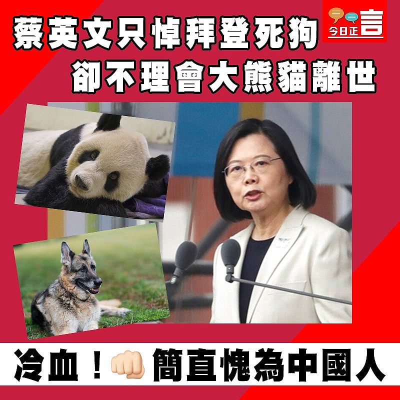 蔡英文只悼拜登死狗 卻不理會大熊貓離世