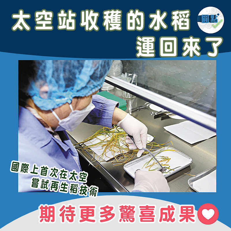 太空站收穫的水稻運回來了