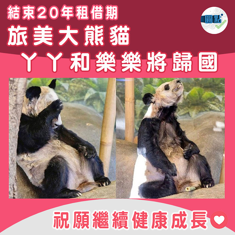 結束20年租借期 旅美大熊貓丫丫和樂樂將歸國