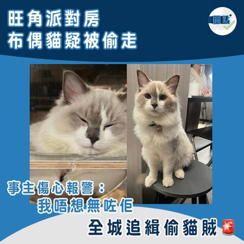 旺角派對房布偶貓疑被偷走　事主傷心報警：我唔想無咗佢