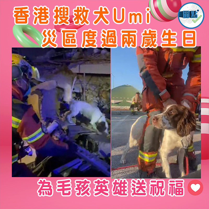 香港搜救犬Umi災區度過兩歲生日