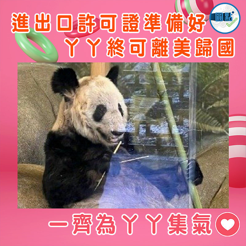 進出口許可證準備好 丫丫終可離美歸國嘞