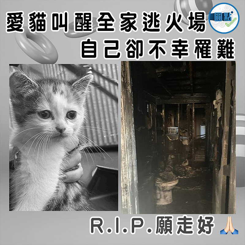 愛貓叫醒全家逃火場 自己卻不幸罹難