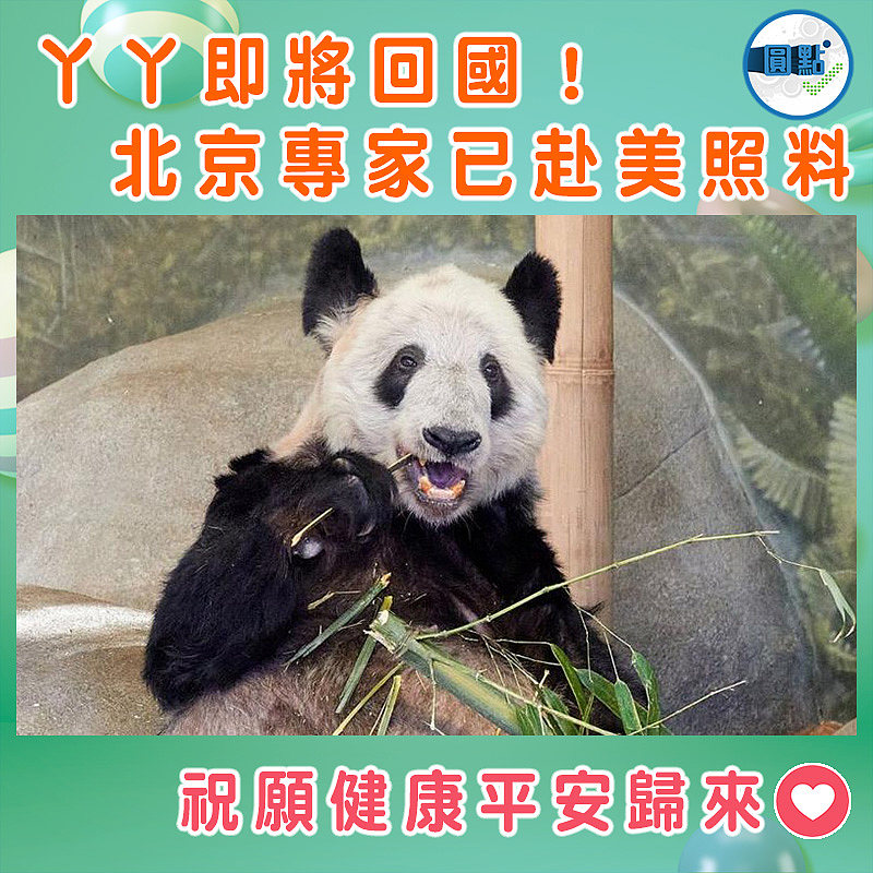 丫丫即將回國！北京兩專家已赴美照料