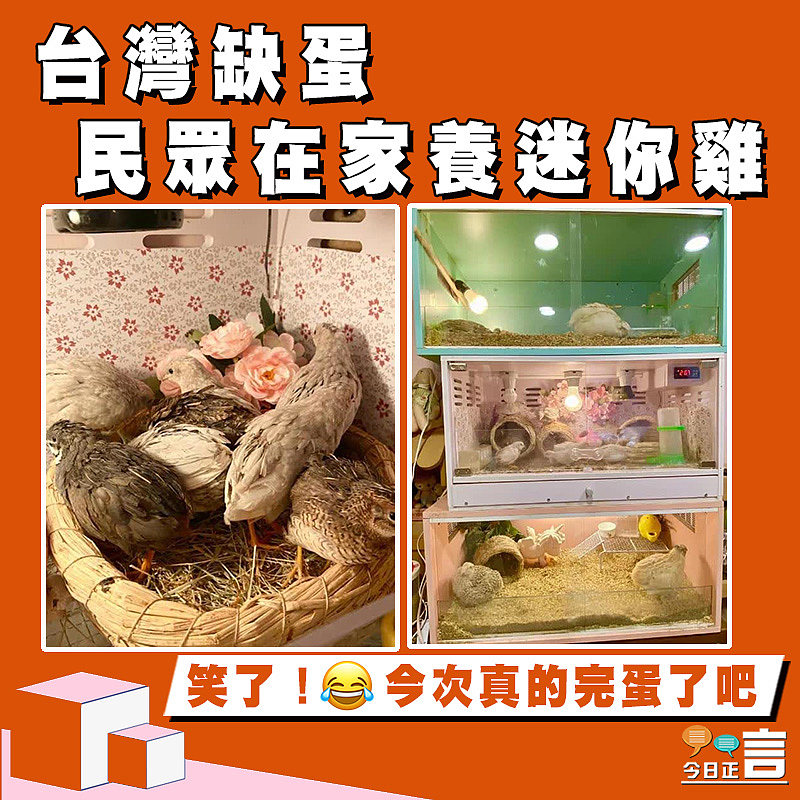 台灣缺蛋 民眾在家養迷你雞