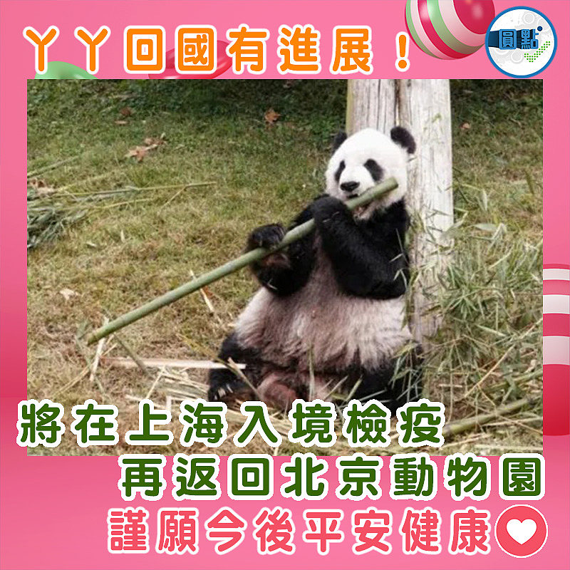 丫丫回國有進展！將在上海入境檢疫再返回北京動物園