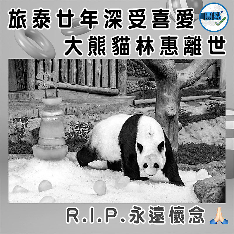 旅泰廿年深受喜愛 大熊貓林惠離世