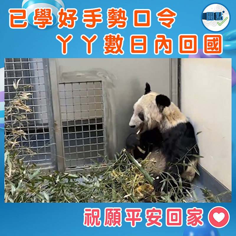 已學好手勢口令 丫丫數日內回國