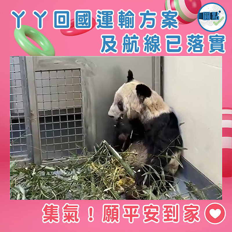 丫丫回國運輸方案及航線已落實