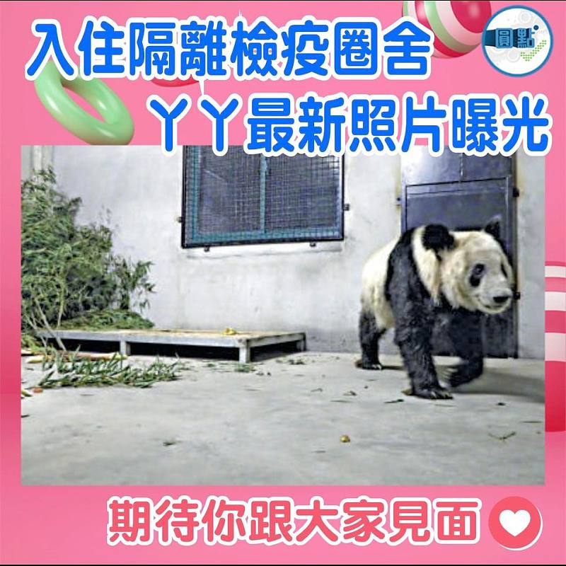 入住隔離檢疫圈舍 丫丫最新照片曝光