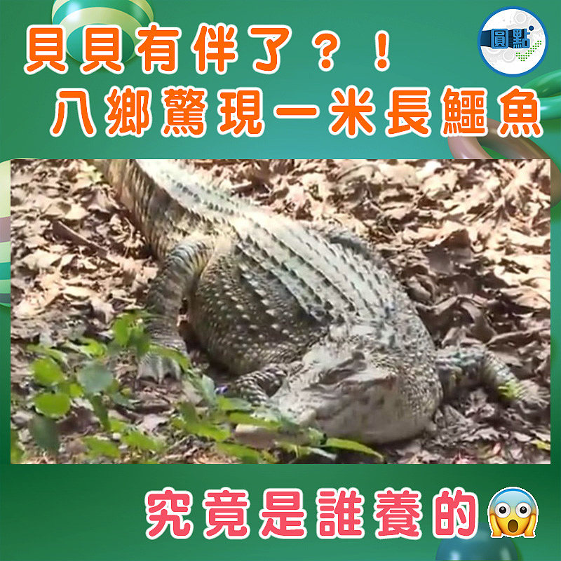 貝貝有伴了？！八鄉驚現一米長鱷魚