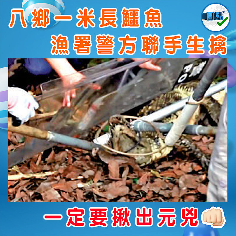 八鄉一米長鱷魚 漁署警方聯手生擒