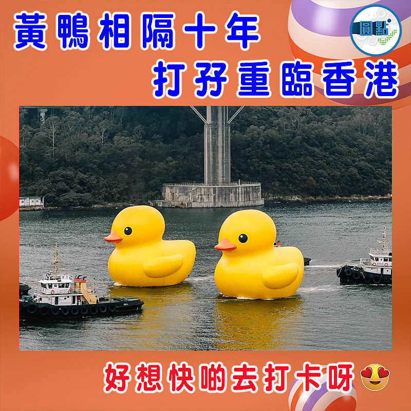 黃鴨相隔十年 打孖重臨香港