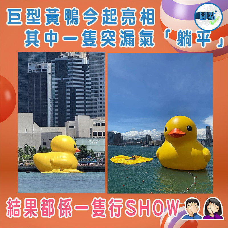 巨型黃鴨今起亮相 其中一隻突漏氣「躺平」