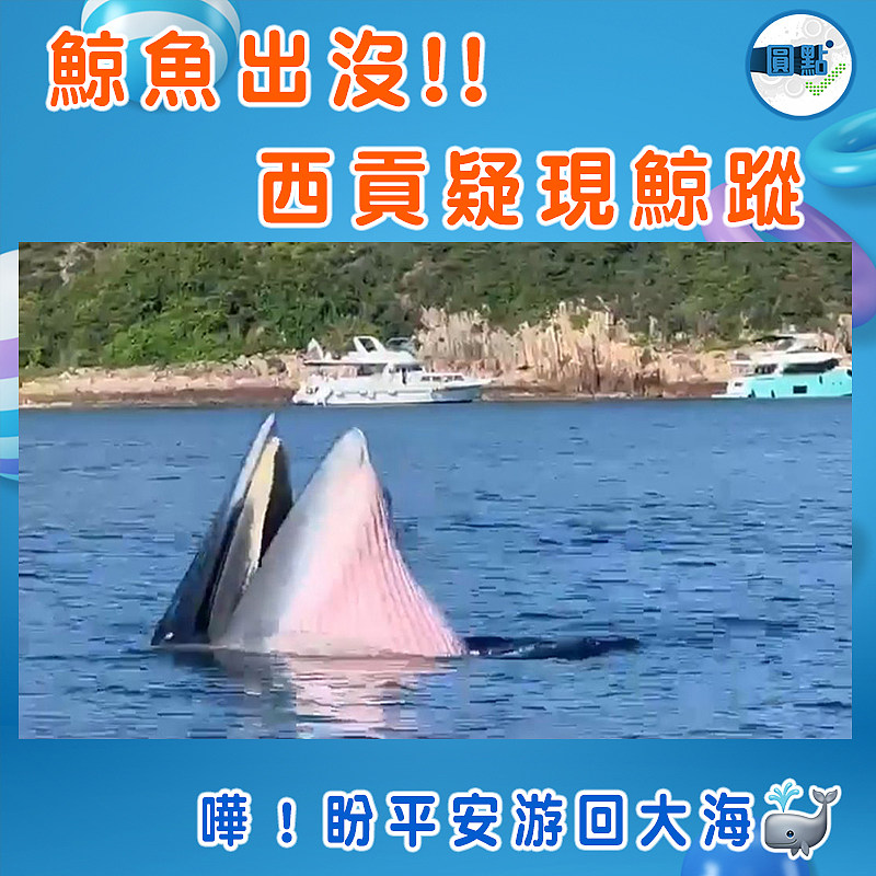 鯨魚出沒!!西貢疑現鯨蹤