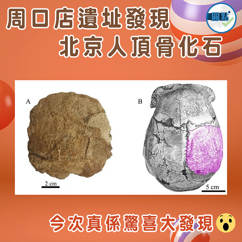 周口店遺址發現北京人頂骨化石