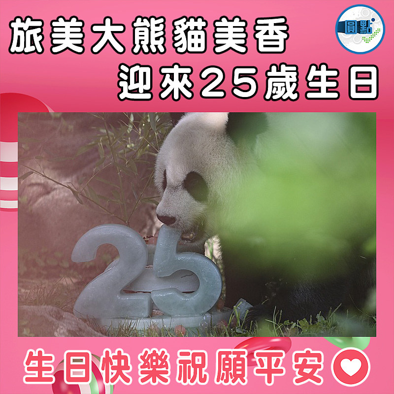 旅美大熊貓美香  迎來25歲生日