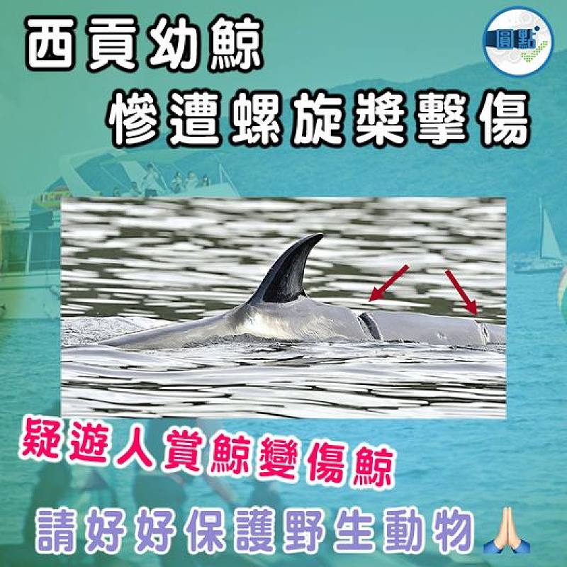 疑遊人賞鯨變傷鯨  西貢幼鯨慘遭螺旋槳擊傷