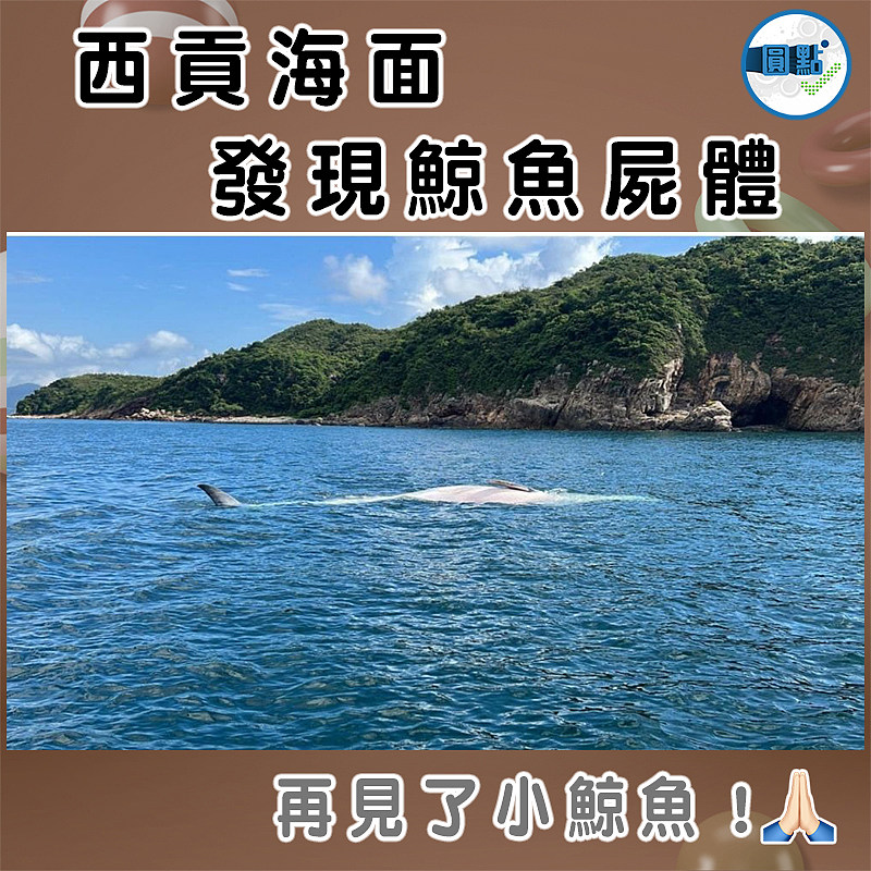西貢海面發現鯨魚屍體