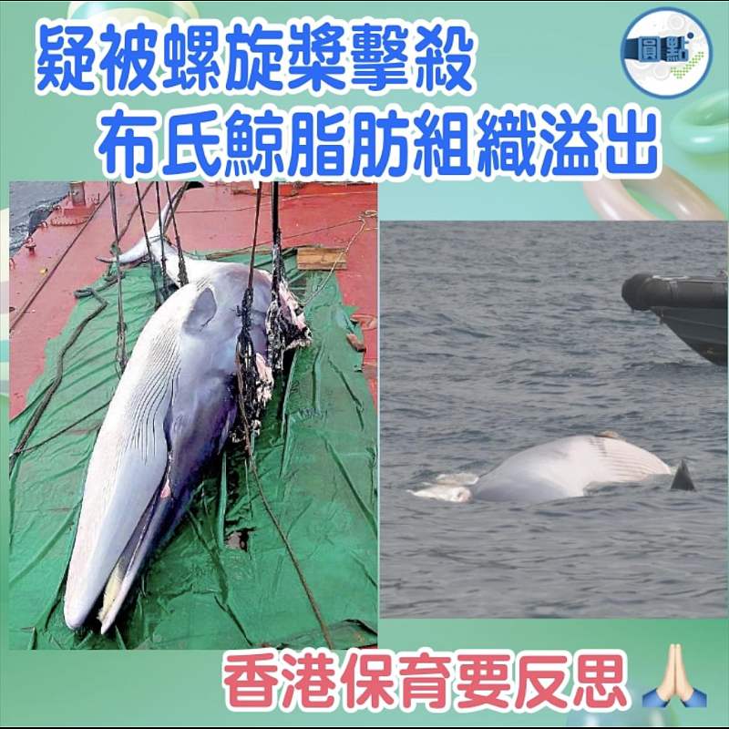 疑被螺旋槳擊殺 布氏鯨脂肪組織溢出