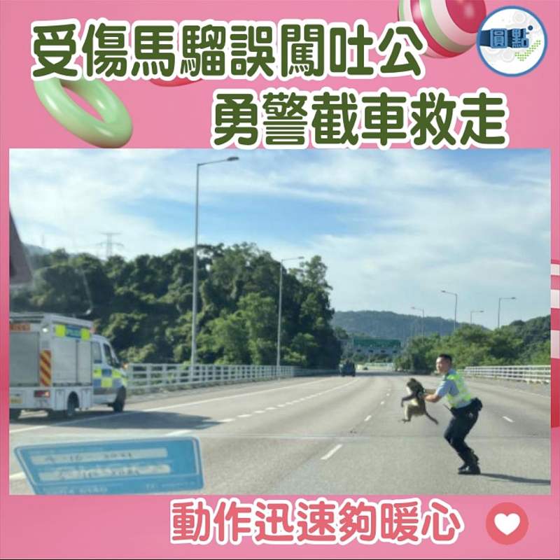 受傷馬騮誤闖吐公  勇警截車救走