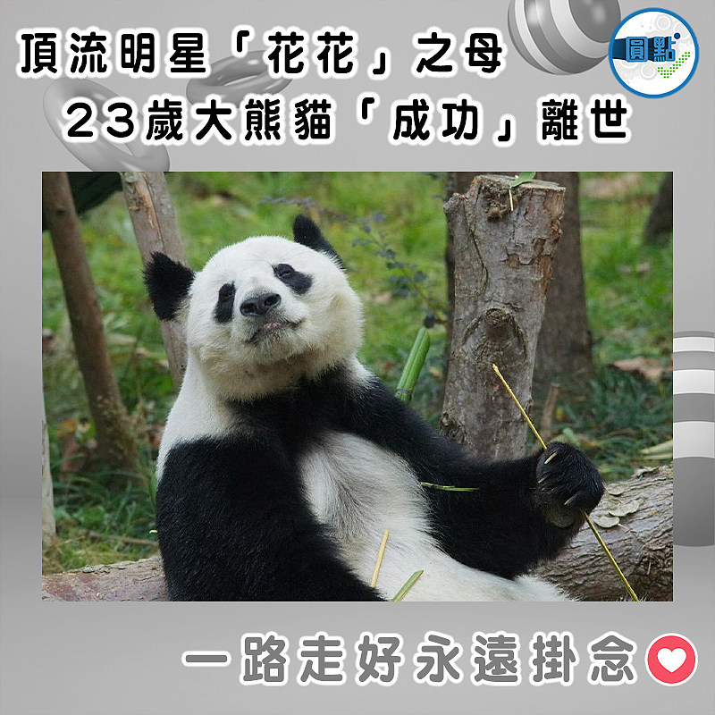 頂流明星「花花」之母  23歲大熊貓｢成功｣離世