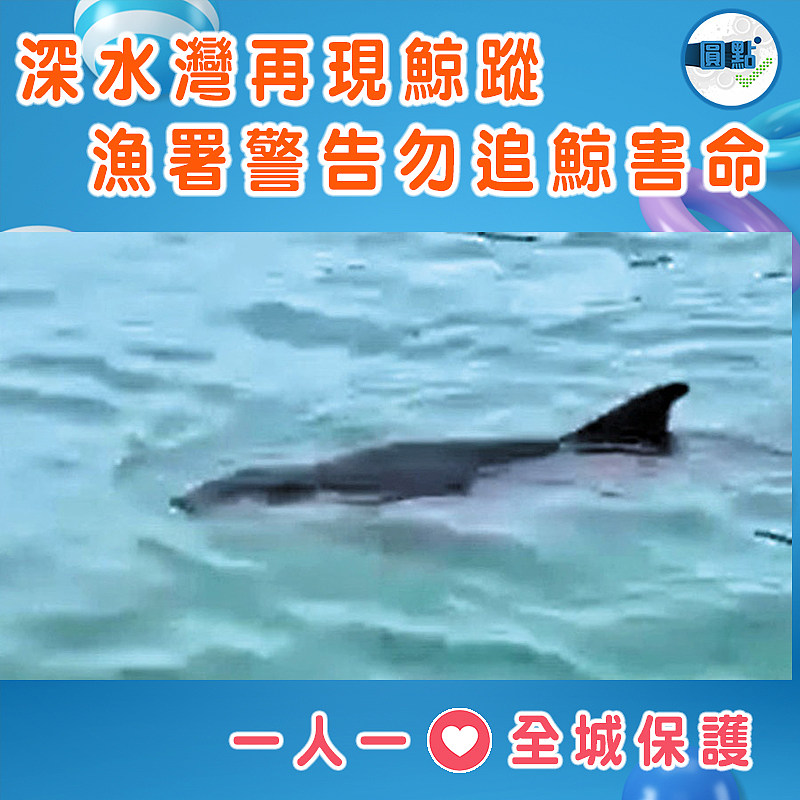 深水灣再現鯨蹤 漁署警告勿追鯨害命