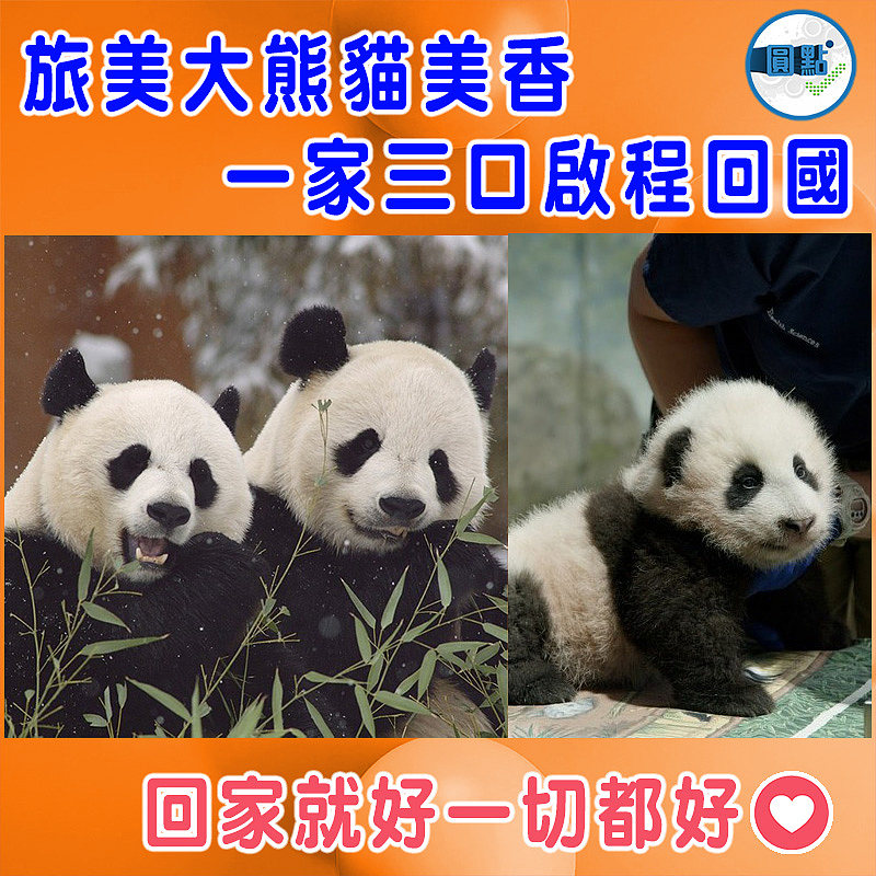 旅美大熊貓美香 一家三口啟程回國