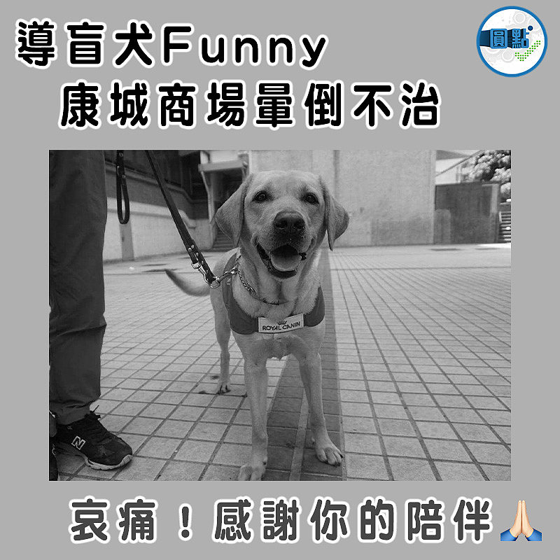 導盲犬Funny康城商場暈倒不治