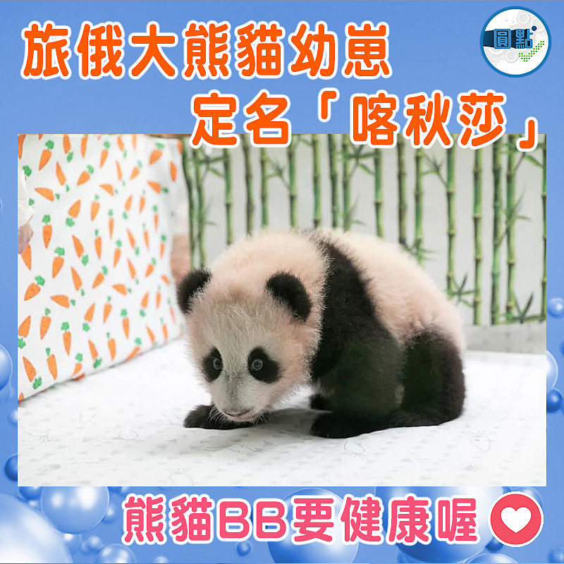旅俄大熊貓幼崽定名「喀秋莎」