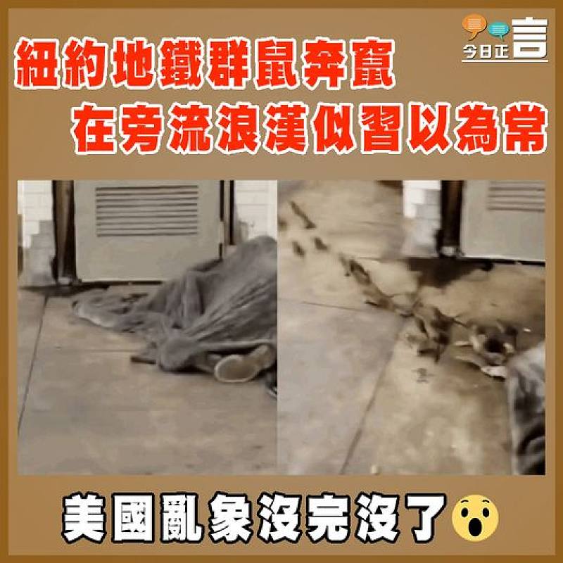 紐約地鐵群鼠奔竄  在旁流浪漢似習以為常
