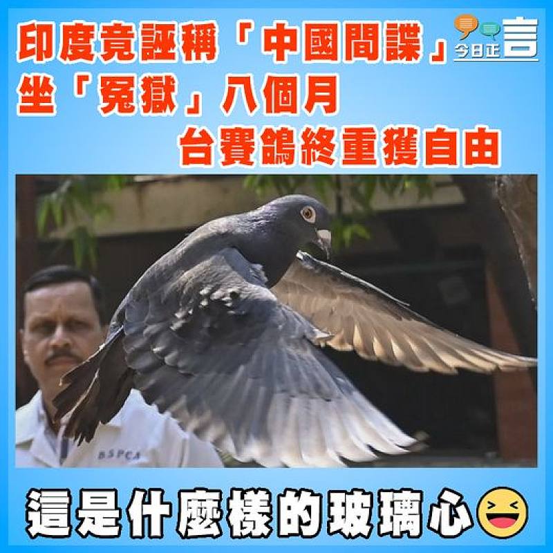 印度竟誣稱「中國間諜」  坐「冤獄」八個月台賽鴿終重獲自由
