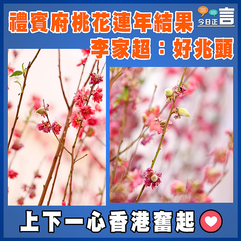 禮賓府桃花連年結果    李家超：好兆頭