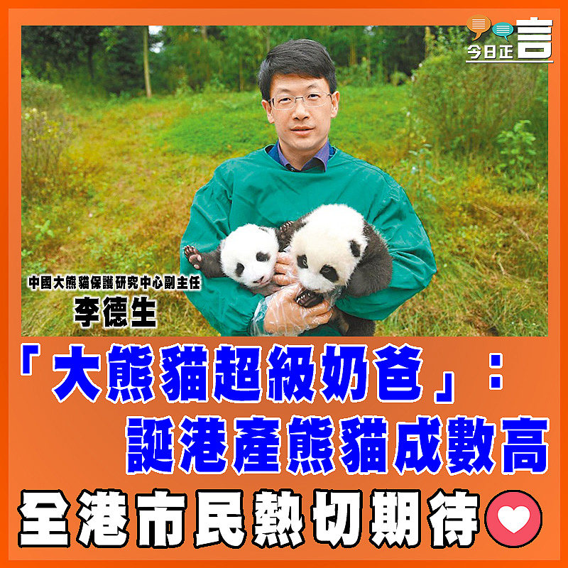 「大熊貓超級奶爸」：誕港產熊貓成數高